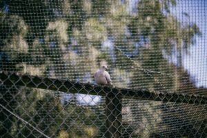 pigeon net